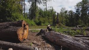 Best Hazardous Tree Removal  in Tice, FL