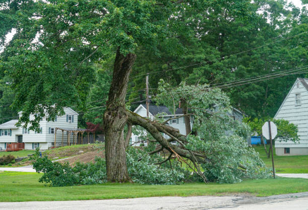 Best Commercial Tree Services  in Tice, FL